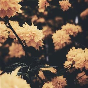 Meet your Posher, Dulce